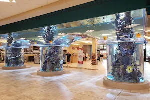 Scheels' Aquarium image