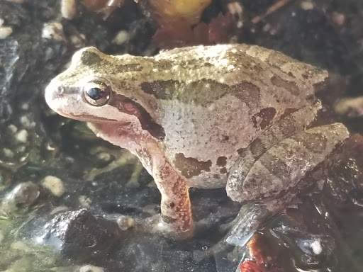 Pet Store «All About Pets LLC», reviews and photos, 52567 Columbia River Hwy, Scappoose, OR 97056, USA