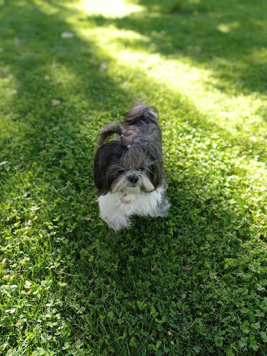 Salvatierra Clínica Veterinaria en Madrid