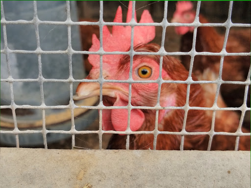 Dairy Farm «Milky Way Farm», reviews and photos, 521 E Uwchlan Ave, Chester Springs, PA 19425, USA