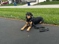 Big N' Small Paws 317 - Photo 9 - Car repair in Indianapolis, IN, Indianapolis