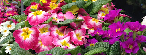 Hardware Store «Johnsons Home & Garden», reviews and photos, 26625 Maple Valley Black Diamond Rd SE, Maple Valley, WA 98038, USA