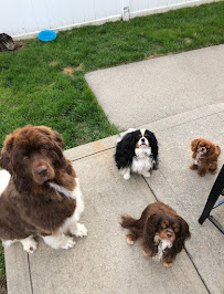 PET NANNY