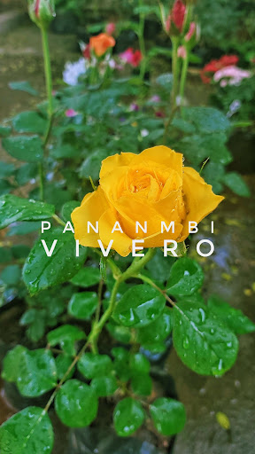 Vivero Panambí