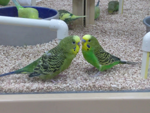 Pet Supply Store «Pet Supermarket», reviews and photos, 1070 E Hwy 50, Clermont, FL 34711, USA