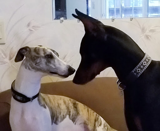 Pet Groomer «B-I-S Pet Grooming», reviews and photos, 5670 Main St, Springfield, OR 97478, USA