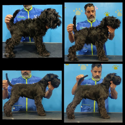 peluqueria canina y consulta veterinaria Pelos - Servicios para mascota en Cádiz