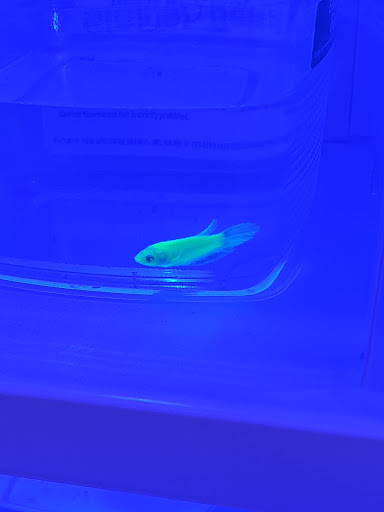 Pet Supply Store «Petco Animal Supplies», reviews and photos, 19767 Haynes Road, Catoosa, OK 74421, USA