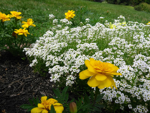 Playground «Haskell Field», reviews and photos, 40 Fairbank Rd, Sudbury, MA 01776, USA