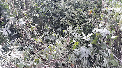 Park «Gilbert Garza Park», reviews and photos, 1450 Mira Vista, San Antonio, TX 78228, USA