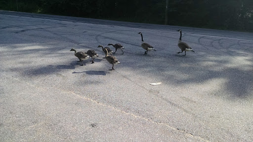 Golf Course «Winston Lake Golf Course», reviews and photos, 3535 Winston Lake Rd, Winston-Salem, NC 27105, USA