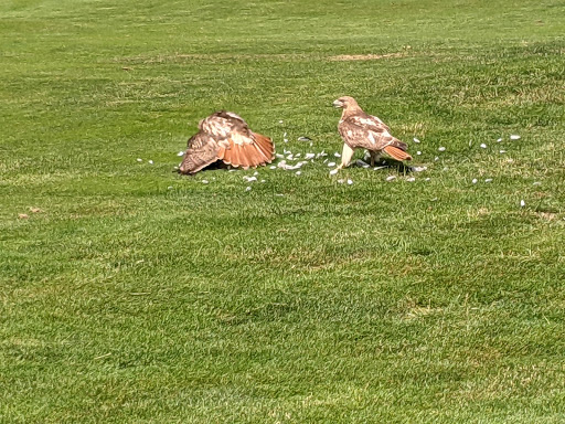 Golf Course «E. Gaynor Brennan Golf Course», reviews and photos, 451 Stillwater Ave, Stamford, CT 06902, USA