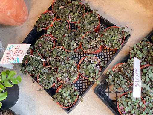 Florist «Plant Safari», reviews and photos, 653 N Central Ave, Upland, CA 91786, USA