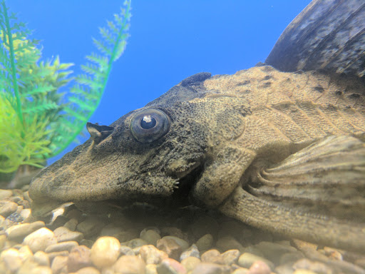 Pet Store «Pet Paradise», reviews and photos, 307 Kellam Rd, Virginia Beach, VA 23462, USA