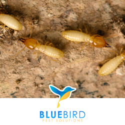 Bluebird Pest Solutions