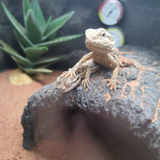 Pet Supply Store «Petco Animal Supplies», reviews and photos, 1209 New Brunswick Ave, Phillipsburg, NJ 08865, USA