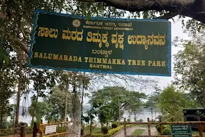 Salumarada thimmakka tree park image