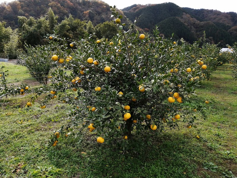 なかまの柚子園