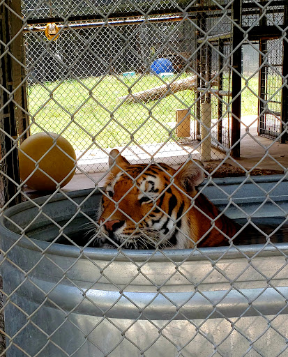 Wildlife Rescue Service «In-Sync Exotics», reviews and photos, 3430 Skyview Dr, Wylie, TX 75098, USA