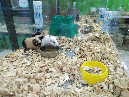 Adopcion hamster Panamá