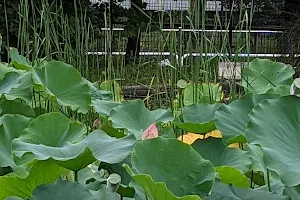 Kuwabukuro Biotope Park image