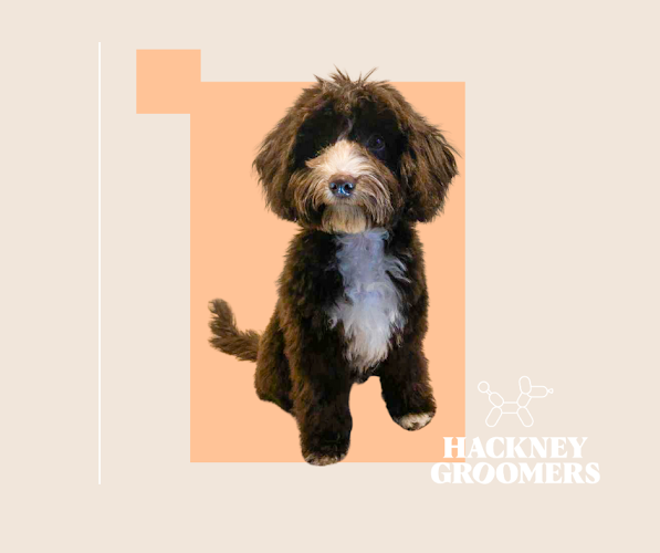 Reviews of Hackney Groomers in London - Dog trainer