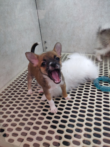 Pet Store «Pet City Pet Shops», reviews and photos, 750 Citadel Dr N # 2092, Colorado Springs, CO 80909, USA