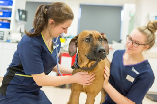 Veterinary clinics 24 hours Sunderland