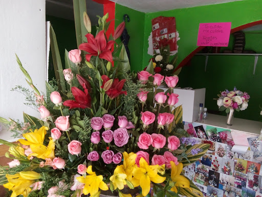 Hortencia – Temascalcingo