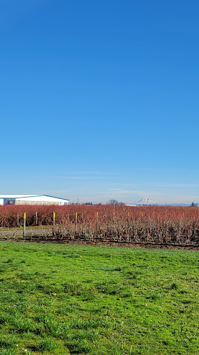 Pan American Berry Growers