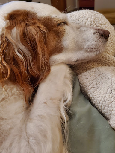 Pet Supply Store «PetSmart», reviews and photos, 316 NE 78th St, Vancouver, WA 98665, USA