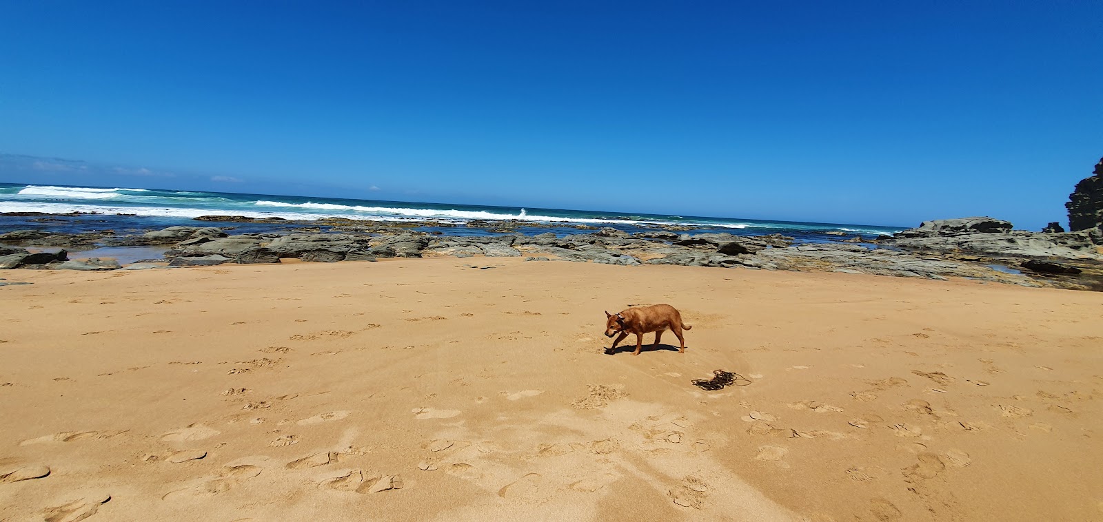 Foto von Castle Cove Beach mit geräumige küstenlinie