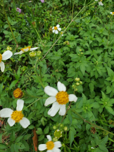 Park «Cottage Grove Park», reviews and photos, 2100 Arabelle St, Houston, TX 77007, USA