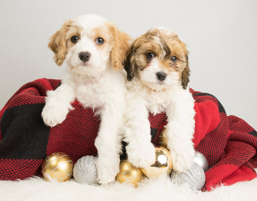 Pet Store «Petland», reviews and photos, 1514 Stonecreek Dr, Pickerington, OH 43147, USA