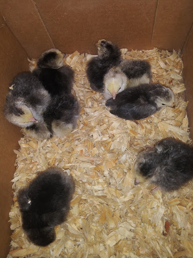 Poultry Farm «R Farm», reviews and photos, 1041 Farm-To-Market 2537, San Antonio, TX 78221, USA