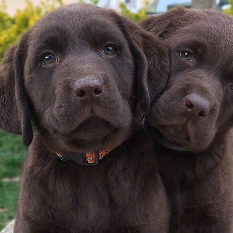 Lar do Labrador