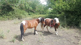 Les poneys de Mylou Castelnaudary