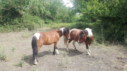 Les poneys de Mylou à Castelnaudary