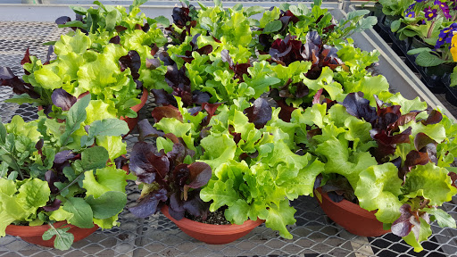 Garden Center «Dees Nursery & Florist», reviews and photos, 69 Atlantic Ave, Oceanside, NY 11572, USA