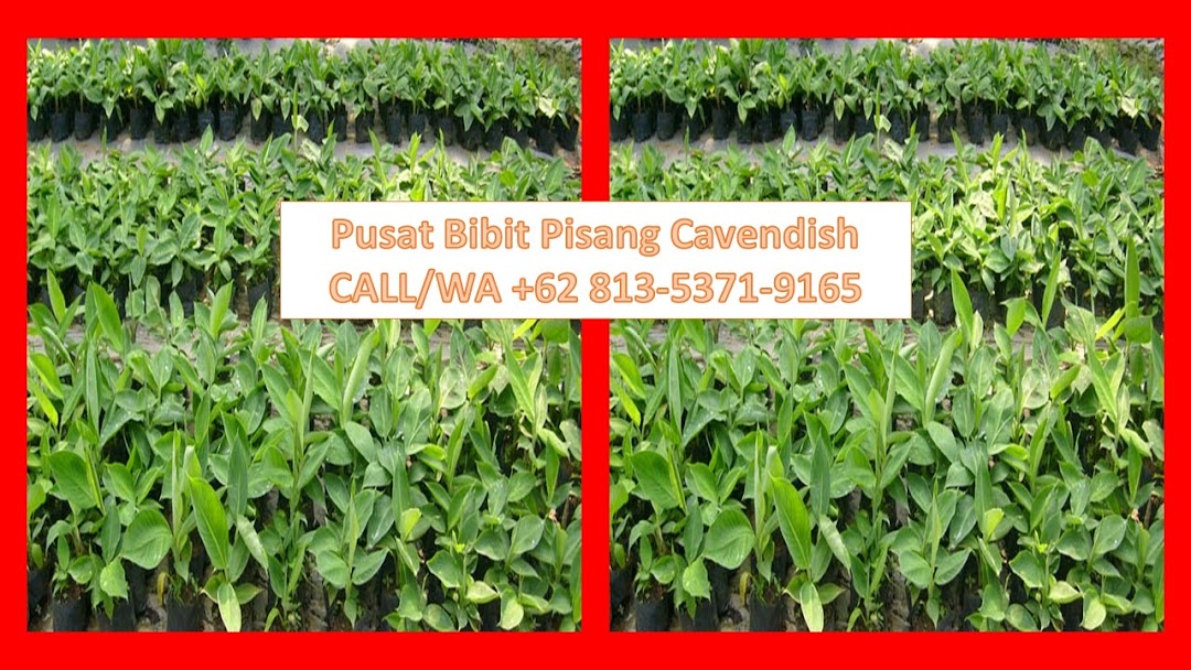 Pusat Grosir Bibit Pisang Cavendish Bandung