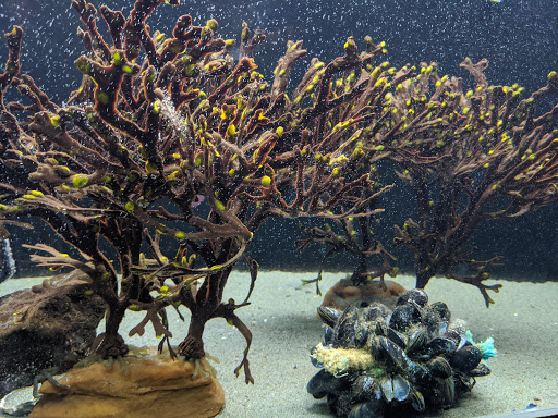 Aquarium «Seaside Aquarium», reviews and photos, 200 N Prom, Seaside, OR 97138, USA