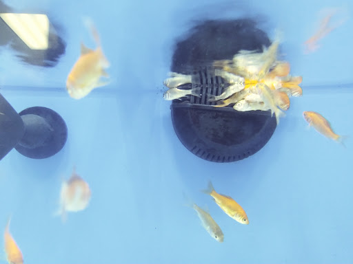 Pet Supply Store «Petco Animal Supplies», reviews and photos, 8580 Firestone Blvd, Downey, CA 90241, USA