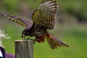Wingspan National Bird of Prey Centre image
