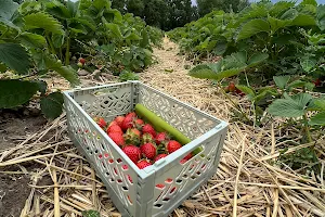 Erdbeer-Garten in Emleben image