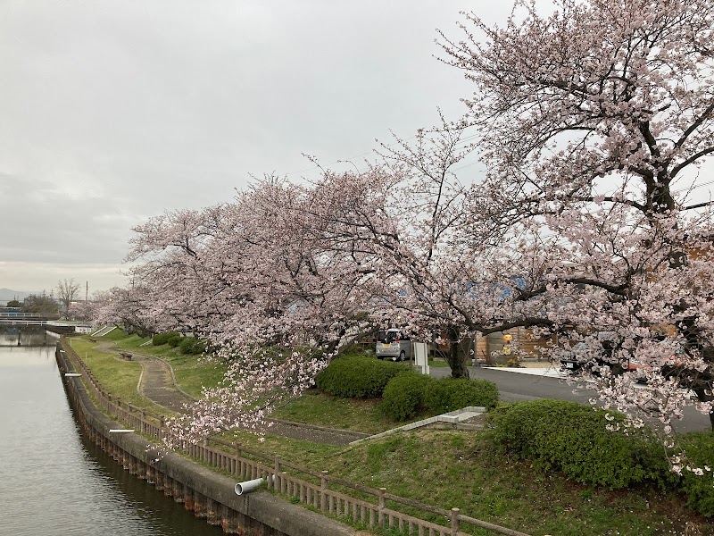 筏川桜緑地