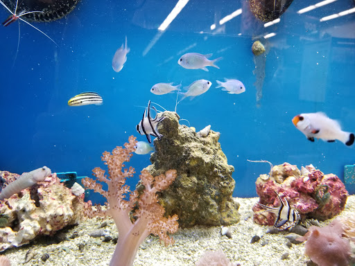 Pet Supply Store «Petco Animal Supplies», reviews and photos, 22000 Dulles Retail Plaza #110, Sterling, VA 20166, USA