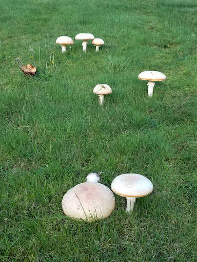 Public Golf Course «Walter Hall Golf Course», reviews and photos, 1226 W Casino Rd, Everett, WA 98204, USA