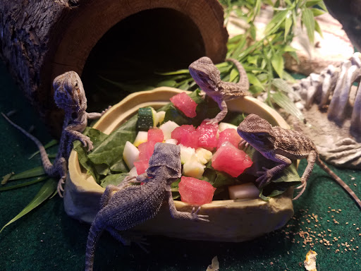 Pet Store «Pet Land», reviews and photos, 1450 Fort Campbell Blvd, Clarksville, TN 37042, USA