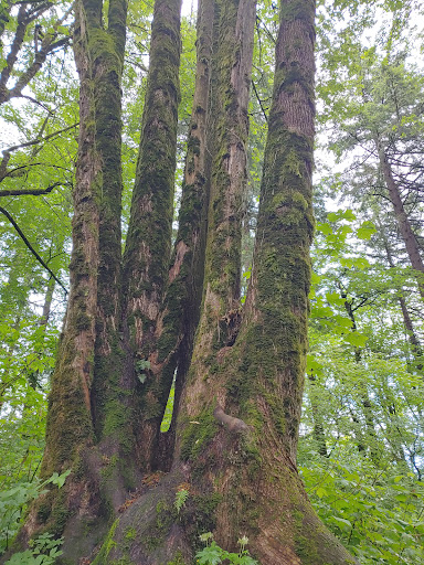 State Park «Willamette Stone State Heritage Site», reviews and photos, 253 NW Skyline Blvd, Portland, OR 97210, USA