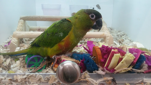 Pet Store «Fins Feathers Paws Claws», reviews and photos, 201 Station Rd, Quakertown, PA 18951, USA